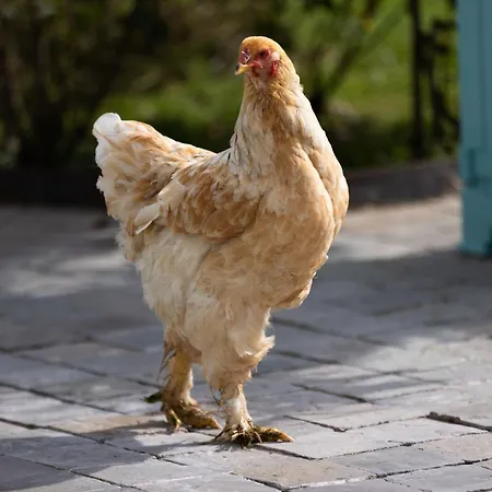 Apartamento Montgolfieres By Interhome *