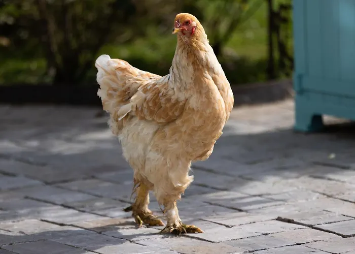 Apartamento Montgolfieres By Interhome *