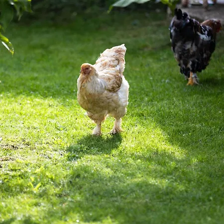 Montgolfieres By Interhome *